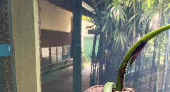 Zoológico de Goiânia investe em atividades de enriquecimento e bem-estar animal